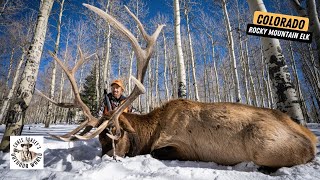 Epic Colorado Elk at 10000 Feet [upl. by Connell479]