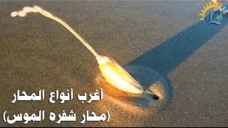 أغرب انواع المحار في المحيط الهادي محارة شفرة الموس razor clams [upl. by Stephana377]