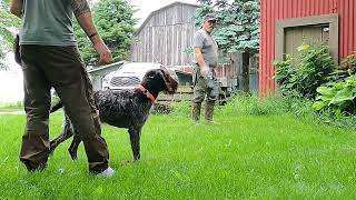 Deutsch drahthaar Puppy training  Pike  Steadiness [upl. by Annelak]