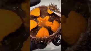 Inside Sea Urchin [upl. by Gen]