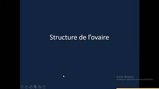 Echographie ovarienne chez la chienne Partie I Les ovaires dans tous leurs états [upl. by Arakat]