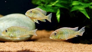 Update on Geophagus Tapajos Red Head Aquarium and Feeding Bloodworms [upl. by Aeslek262]