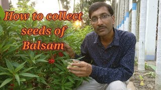 How to collect and store Balsam seeds in a Very Easy Method [upl. by Havard]