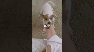 quot15 Seconds of Hilarious Dog Fails 🐕💥🤣 Shortsquot [upl. by Rosenzweig]