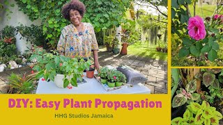 DIY Easy Plant Propagation [upl. by Frulla]