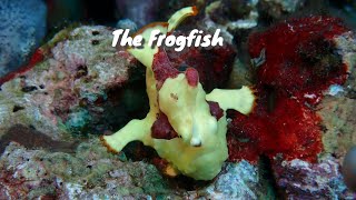 Special underwater encounters with the frogfish [upl. by Attenauqa]