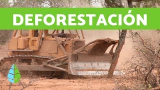 CAUSAS de la DEFORESTACIÓN y CONSECUENCIAS de la DEFORESTACIÓN [upl. by Ayotac]