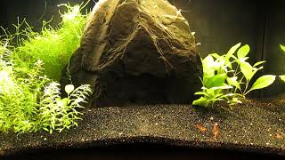 Replacement 10Gallon Aquascape on Hold 101024 [upl. by Noivax]