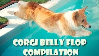 Corgi belly flop COMPILATION  cute funny dogs [upl. by Ynohtnaeoj413]