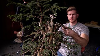 Bjorn Bjorholm creates a Taxus Bonsai [upl. by Neeka]