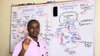 Cell Mediated Immunity part 2  MHC1  Endogenous pathway Simplified [upl. by Dionisio394]