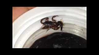 Pygmy wood scorpion feeding [upl. by Swithbert]