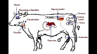 Sistema Endocrino de los Animales [upl. by Aisatsan]