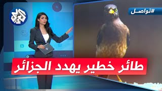 طائر خطير يثير الرعب في الجزائر ما هو؟ │ تواصل [upl. by Elinnet]