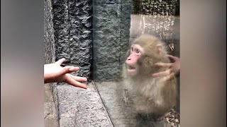 Watch Monkey Awestruck By Zoo Visitors Magic Trick [upl. by Faria486]