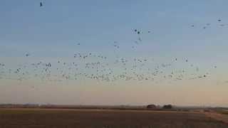 00037 Cackling Geese arriving in Central Valley [upl. by Nylkcaj]