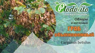 Граб обыкновенный  Carpinus betulus [upl. by Fagaly]