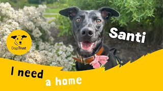 Santi the super Lurcher  Dogs Trust Cardiff [upl. by Gnous]