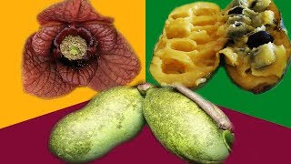 A Guide to Pawpaws [upl. by Baram]