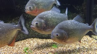 5 Red Belly Piranhas From Babys60gal to Adults125gal Aquaponics [upl. by Medrek110]