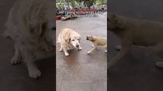 Episode 33  funny dogs 🤣🤣dog dogs funnydogs funnypets foryou fyp [upl. by Odlawso]