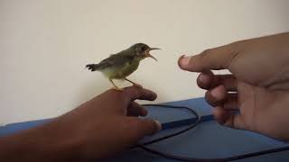 Feeding Mealworms for Coconut sunbird [upl. by Loredo]