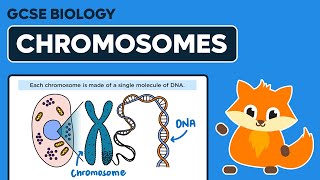 Chromosomes  GCSE Biology [upl. by Harvison]