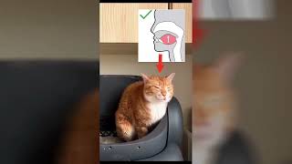 funny cat mewing meme [upl. by Euqina]