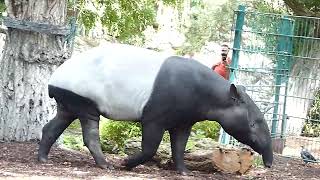 Schabraktapir Malayan tapir at Copenhagen Zoo Tapiru sindicus Zoologisk Have København [upl. by Tala]