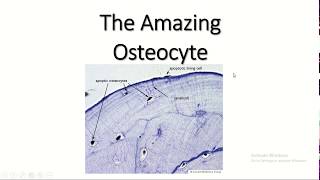 The amazing osteocyte [upl. by Inattirb42]