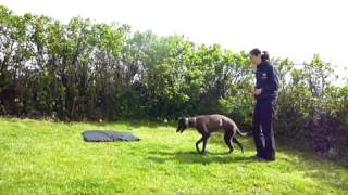 Training young Sighthounds [upl. by Ettennaej]