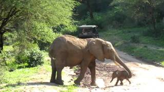 Vid Manyara Baby Elephant crossing the street [upl. by Still]