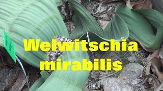 The Plant Traveller Welwitschia mirabilis Namib Desert [upl. by Urania]