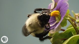 This Vibrating Bumblebee Unlocks a Flowers Hidden Treasure  Deep Look [upl. by Haase]