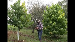 When to transplantplant pawpaw trees pawpawchroniclesnmorewit1210 [upl. by Eseerahs830]