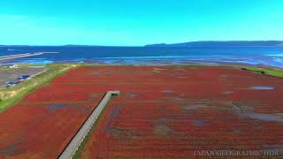 JG8K HDR 北海道 卯原内のアッケシソウ（サンゴ草）HokkaidoGlasswort at Ubaranai [upl. by Marrin]