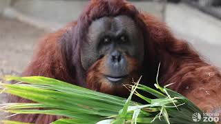 Sumatran Orangutans Budi and Sekali  Toronto Zoo [upl. by Bouley]