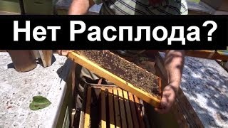 Пасека 43 Нет матки нет Раcплода  Что делать Пасека Пчеловодство [upl. by Daggett]