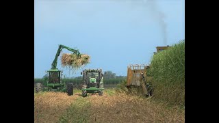 2020 Louisiana Sugar Cane Cutting and Planting 4K [upl. by Bilac]