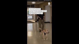 TSA explosives detection canine gets retirement party [upl. by Lav]