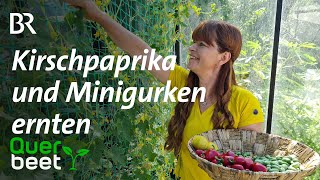 Kirschpaprika und Minigurken ernten  Tipps von Sabrina [upl. by Odele]