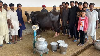 Full Milking of Super Nili Ravi Buffalo 36 Kg Milk ll Abdullah Dairy Farm Gujranwalla buffalo cow [upl. by Rebah]