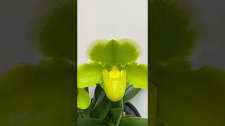 Paphiopedilum Memoria Robert Weltz First Love [upl. by Eeleimaj]