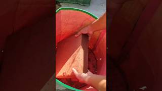 👉कोकोपीट उपयोग करने का सही तरीका  How to use Cocopeat in right way gardening cocopeat shorts [upl. by Corinne49]