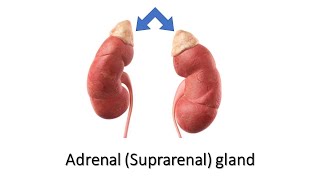 Adrenal Suprarenal gland Prof Dr Md Ashfaqur Rahman [upl. by Ingra]