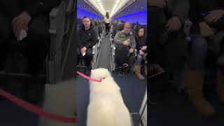 Samoyed Dog Makes Friends on a Plane While Travelling with Owner [upl. by Shaine875]