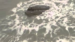 Shocking Video of Mermaid MamiWater Seen In Kiryat Yam Israel [upl. by Gabel]