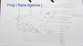 How to draw a frog easy  frog Rana tigrina drawing  frog drawing easy step by step [upl. by Dyane816]