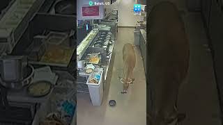 Deer Comes Crashing Through Restaurant Window In US [upl. by Enimsaj]