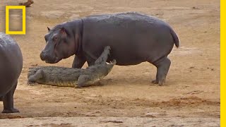 Young Hippo Tries to Play With Crocodile  National Geographic [upl. by Cryan]